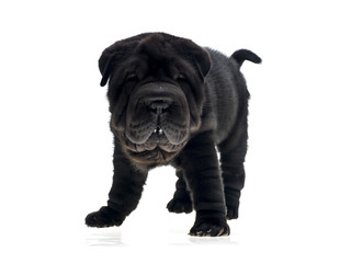 Photographie portrait studio d'un chien Shar-Pei de couleur noir sur fond blanc venant de chine