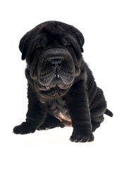Photographie portrait studio d'un chien Shar-Pei de couleur noir sur fond blanc venant de chine