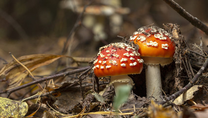 Amanita muscaria fly agaric red mushrooms with white spots in grass