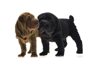 Photographie portrait studio de deux chiens Shar-Pei de couleur noir et sable sur fond blanc venant de chine