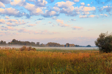 Obraz premium Summer landscape with green misty meadow, trees and sky. Fog on the grassland