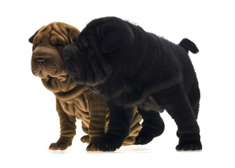 Photographie portrait studio de deux chiens Shar-Pei de couleur noir et sable sur fond blanc venant de chine