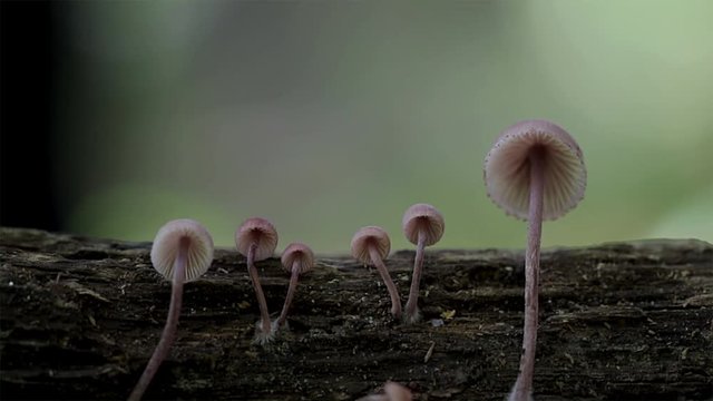 Picking small mushrooms from wood with a knife. Close up of someone foraging for edible mushrooms in the forest. Gilled capped mycena arcangeliana. Macro view of saprophytic fingi in nature. 