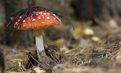 Amanita muscaria fly agaric red mushrooms with white spots in grass