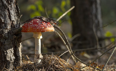 Amanita muscaria fly agaric red mushrooms with white spots in grass