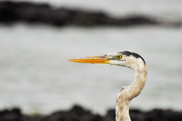 A heron on the rocks