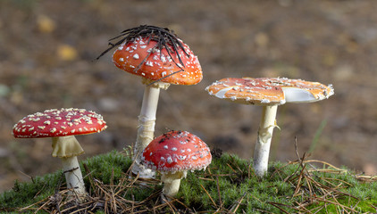 Amanita muscaria fly agaric red mushrooms with white spots in grass