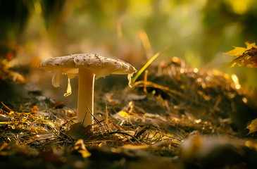Amanita muscaria fly agaric red mushrooms with white spots in grass