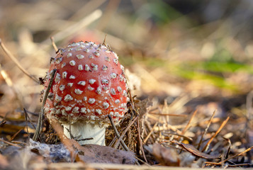 Amanita muscaria fly agaric red mushrooms with white spots in grass
