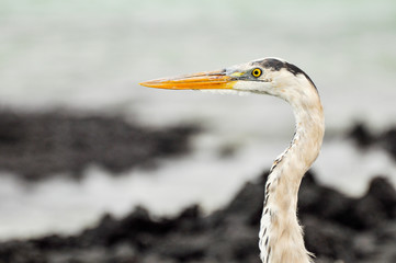 A heron on the rocks