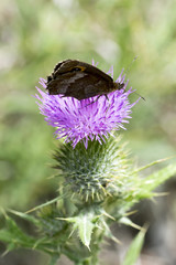 Closeup of Ringlet butterfly (Erebia spec) on a thistle flower