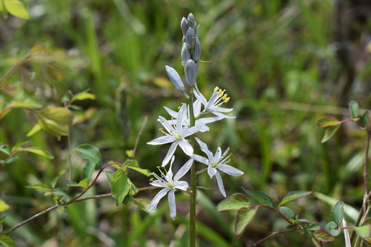 Wild Hyacinth Native Flower Of Eastern United States