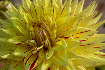 Fototapeta premium Yellow Dahlia