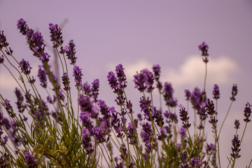 lavender flower field
