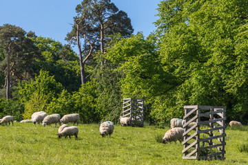 Obraz premium Cumnock, Ayrshire, Scotland, UK - June 18, 2012: Bucolic scene of white sheep grazing on green pasture backed by darker green trees under blue sky.