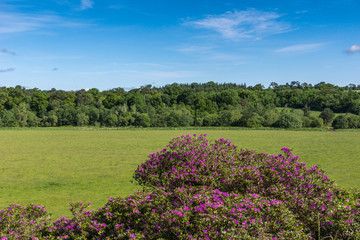 Cumnock, Ayrshire, Scotland, UK - June 18, 2012: Bucolic rural landscape with green pastures and darker forests under ble sky, and purple flowers up front.
