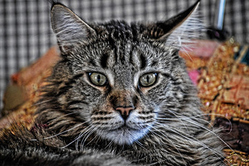 Beauty Cat © Rafael