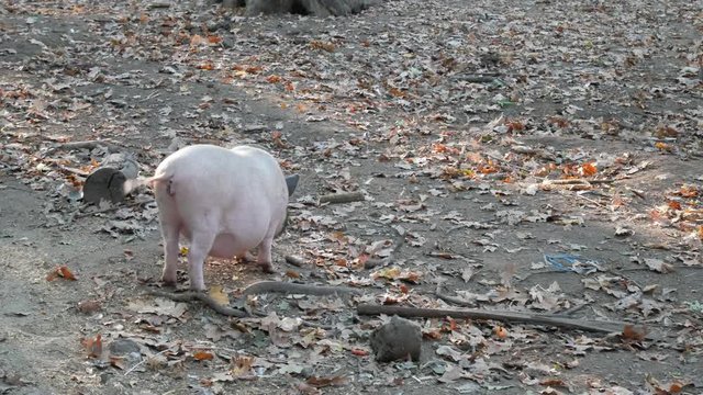 Pig on pasture in forest are eating