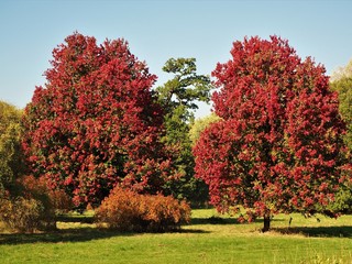 Two Acer rubrum 'October Glory' maple trees with beautiful red foliage in a park