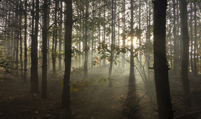 Morning freshness in a beautiful autumn face, a ray of sunshine passes through the branches of redays at dawn