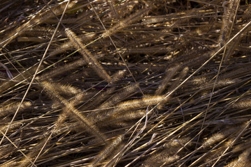 Dry ears of grass in the field, fluffy spikes of weeds, autumn, background