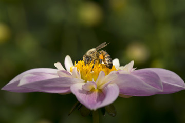 Fleissige und nützliche Biene bei der Bestäubung