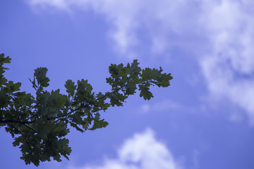 Obraz premium tree and blue sky