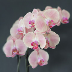 Pink orchid