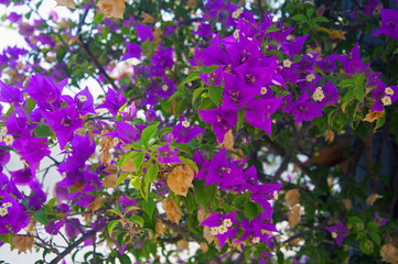 Obraz na płótnie Canvas Bush with violet flowers