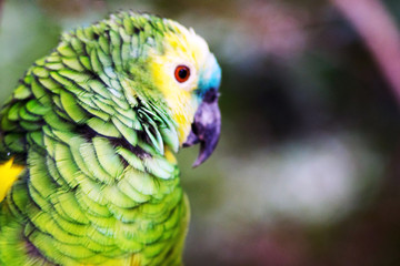 Portrait of a Yellow-Crowned Amazon Parrot bird