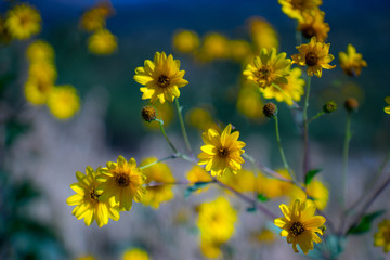 Flowers on the meadow, late summer, bokeh, northern Croatia, Mediterranean