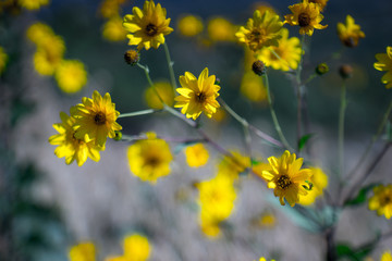 Flowers on the meadow, late summer, bokeh, northern Croatia, Mediterranean