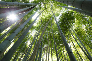 Bamboo forest, Arashiyama, Kyoto, Japan. Morning sunlight.