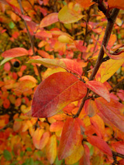 autumn leaves background
