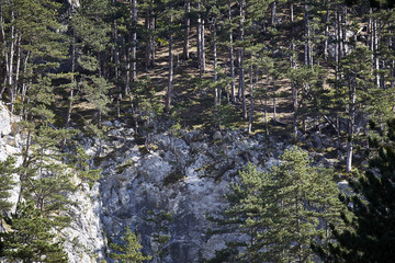 Fototapeta na wymiar Wald Föhren Fels steil hoch Bäume