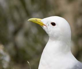 Kittiwake Closeup