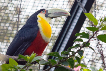 The green-billed toucan (Ramphastos dicolorus), or red-breasted toucan