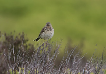 Meadow Pipit