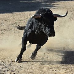 big bull in spain