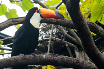 Colorful Toco Toucan bird looking at camera