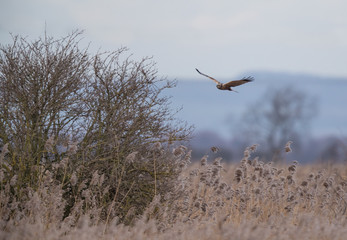 Marsh Harrier