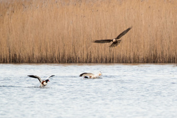 Marsh Harrier Attacking Shelduck