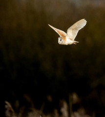 Barn Owl Hunting