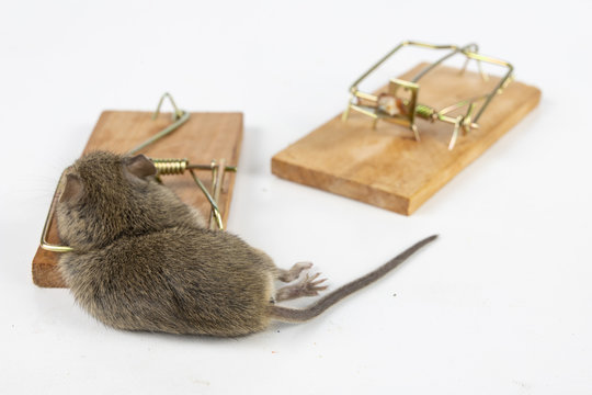 The mouse is caught on the mousetrap. 