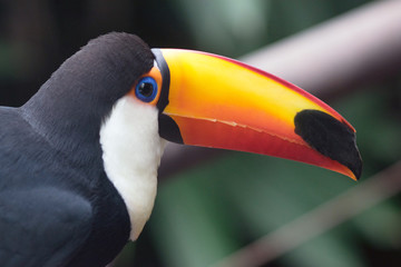Fototapeta premium Colorful Toco Toucan bird looking at camera