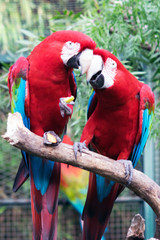 Couple of Scarlet Macaw
