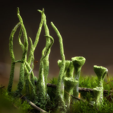 Green moss in the morning light. macro close-up