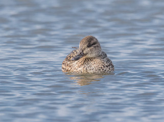 Female Teal