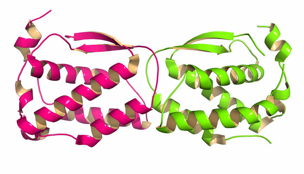 Colony Stimulating Factor 1 (CSF-1, M-CSF). Also Known As Macrophage Colony Stimulating Factor. 3D Rendering, Cartoon Representation.