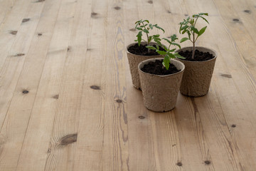 Three small tomato plants on a rustic table